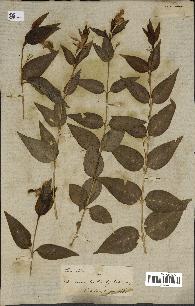 spécimen de Vinca difformis