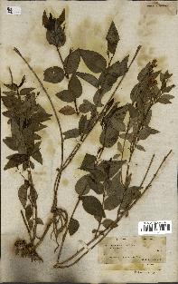 spécimen de Vinca difformis