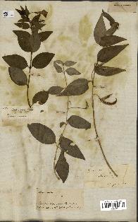 spécimen de Vinca difformis