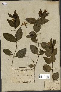 spécimen de Vinca difformis