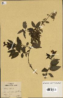 spécimen de Vinca difformis