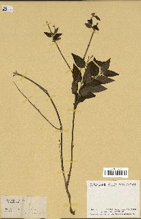 spécimen de Vinca difformis
