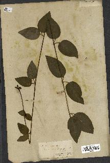 spécimen de Vinca difformis