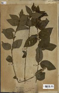 spécimen de Vinca difformis