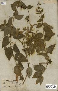 spécimen de Vinca difformis