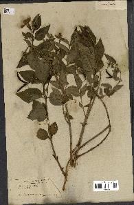 spécimen de Vinca difformis