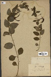 spécimen de Vinca difformis