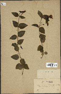 spécimen de Vinca difformis