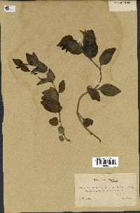 spécimen de Vinca difformis