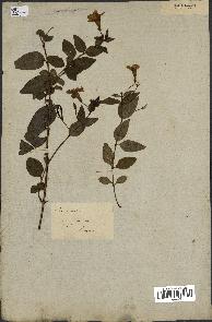 spécimen de Vinca difformis