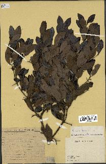 spécimen de Carruthersia spinarum