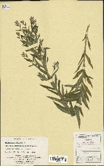 spécimen de Lithospermum officinale