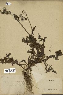 spécimen de Sonchus oleraceus