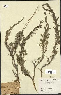 spécimen de Artemisia sp.