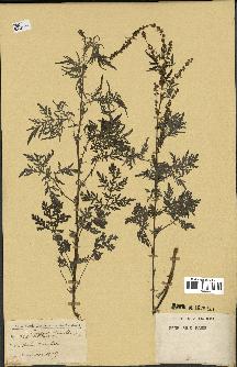 spécimen de Artemisia tenuifolia