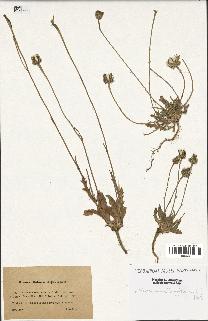 spécimen de Reichardia tingitana