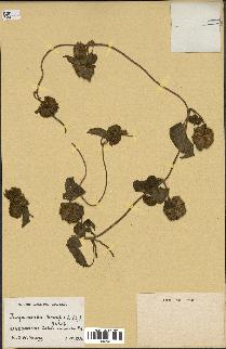spécimen de Jacquemontia tamnifolia