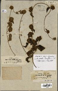 spécimen de Jacquemontia tamnifolia