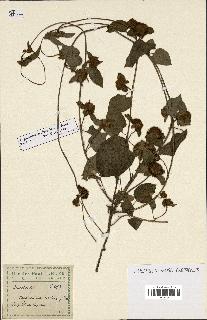 spécimen de Jacquemontia tamnifolia