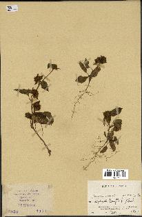 spécimen de Jacquemontia tamnifolia