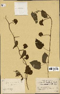 spécimen de Jacquemontia tamnifolia