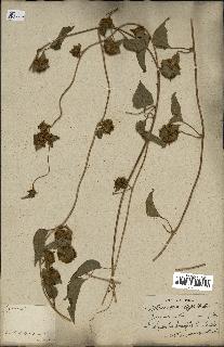 spécimen de Jacquemontia tamnifolia