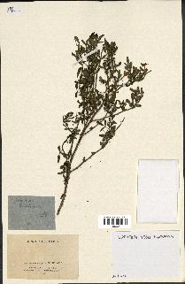 spécimen de Jasminum fruticans