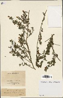 spécimen de Jasminum fruticans