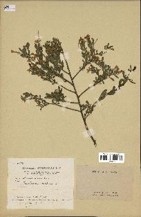 spécimen de Jasminum fruticans