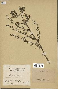 spécimen de Jasminum fruticans