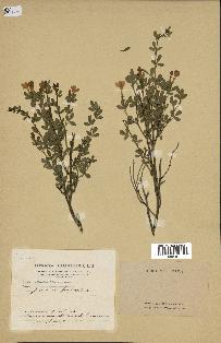 spécimen de Jasminum fruticans