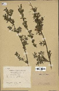 spécimen de Jasminum fruticans