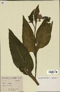 spécimen de Symphytum officinale