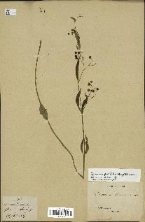 spécimen de Cynanchum paniculatum