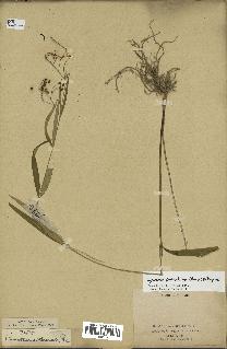 spécimen de Cynanchum paniculatum