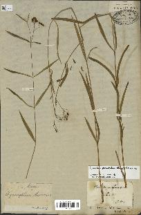 spécimen de Cynanchum paniculatum
