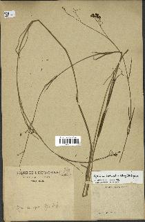 spécimen de Cynanchum paniculatum