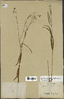 spécimen de Cynanchum paniculatum