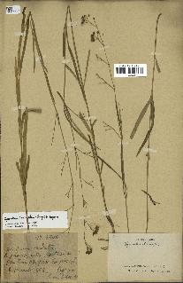 spécimen de Cynanchum paniculatum