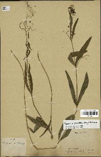 spécimen de Cynanchum paniculatum