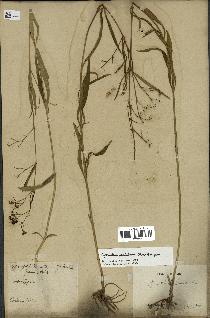 spécimen de Cynanchum paniculatum