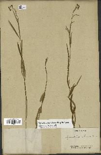 spécimen de Cynanchum paniculatum