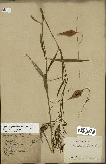 spécimen de Cynanchum paniculatum
