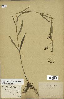 spécimen de Cynanchum paniculatum