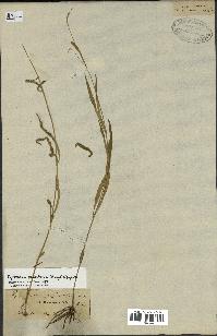 spécimen de Cynanchum paniculatum