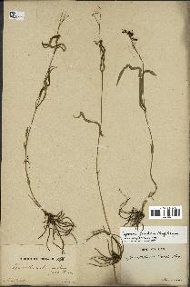 spécimen de Cynanchum paniculatum