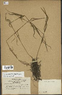 spécimen de Cynanchum paniculatum
