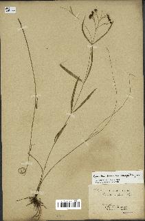 spécimen de Cynanchum paniculatum
