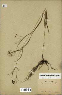 spécimen de Cynanchum paniculatum