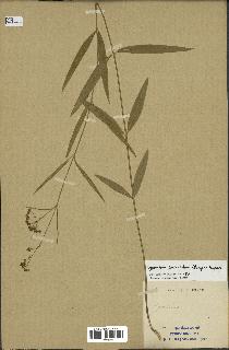 spécimen de Cynanchum paniculatum